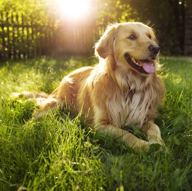 dog-profile